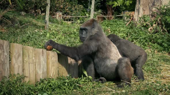 Gorilla Breaking Coconut Open At Zoo