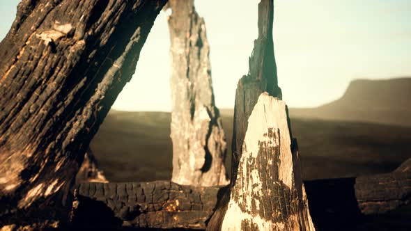 Logs and Trunks After the Forest Fire