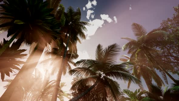 Sunset Beams Through Palm Trees alt