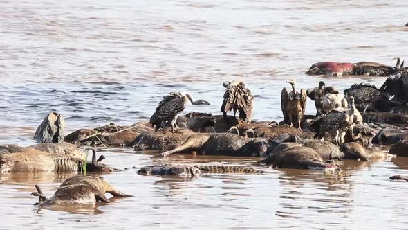 Crocodile and vultures feast on raft of dead Wildebeest in Mara River