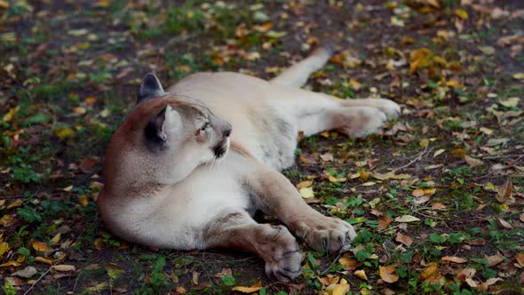 Beautiful Puma in Autumn Forest