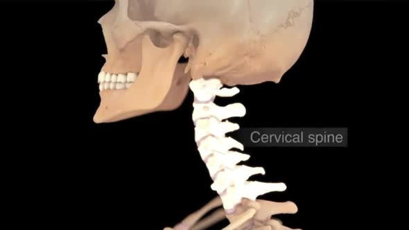 Cervical spine vs Intervertebral disc view