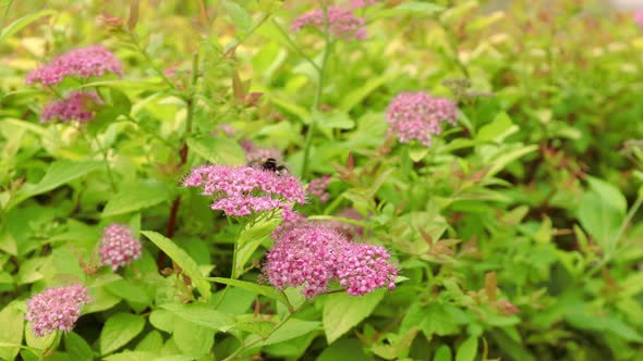 Bumblebee Collects Nectar on Pink Flowers in Summer