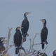 Adult and Young Cormorant Sitting on Dry Tree - VideoHive Item for Sale