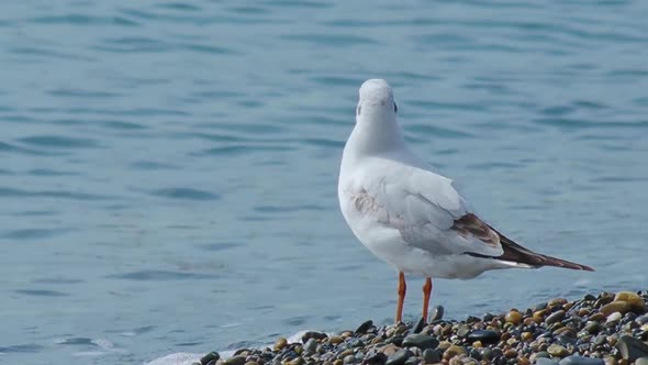 Seagull Stands on Pebble Beach