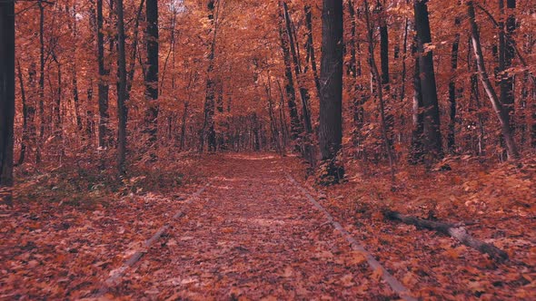 Walking Through Autumn Trees in