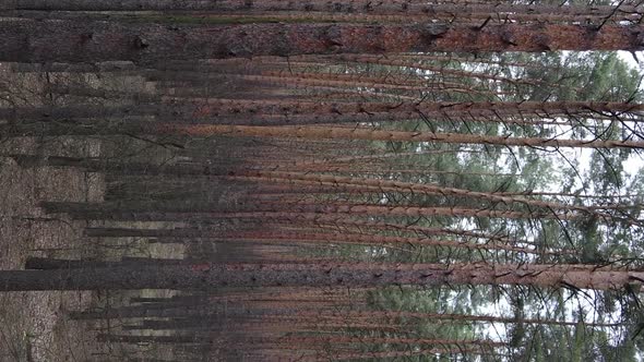 Vertical Video of Trees in a Pine Forest Slow Motion