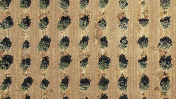 Aerial Farm Land Over Agriculture