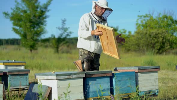 Beekeeper is working with bees and beehives on the apiary