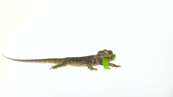 Lizards Bearded Agama or Pogona Vitticeps Eating Isolated at White Background in Studio