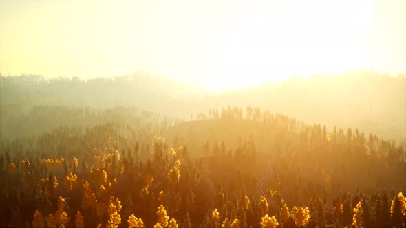 Sunlight in Spruce Forest in the Fog on the Background of Mountains at Sunset