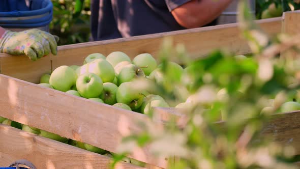 Apple Harvest. Close-up. Juicy, Ripe, Freshly Picked Apples Lie in Large Wooden Box, in Farm Orchard