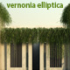 Vernonia Elliptica - 3DOcean Item for Sale