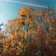 Sun Setting on a Fall or Autumn Colorful Trees in a Forest - VideoHive Item for Sale