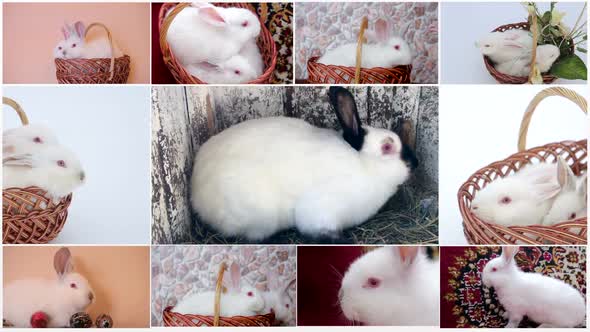 Large Collection of Rabbit Pet and Exotic in Different Position Isolated on White Background