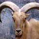 Barbary sheep ( Ammotragus lervia ) standing on rocky mountains - VideoHive Item for Sale