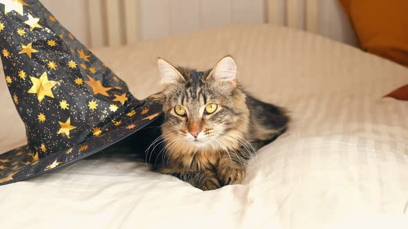 Cute Kitten with Black Witch Hat Lying on Bed