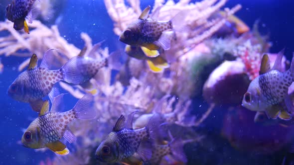 Species of Soft Corals and Fishes in Lillac Aquarium Under Violet or Ultraviolet Uv Light. Purple