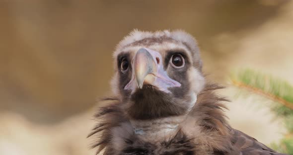 Cinereous Vulture Aegypius Monachus is a Large Raptorial Bird