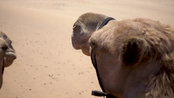 Slomo of African Camels in Namibian Desert. One of them Chewing while other Turns its Head