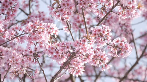 Pink Flower Spring