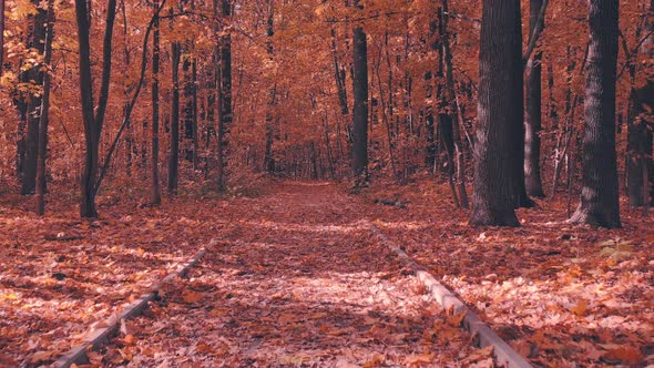 A Walk in the Autumn