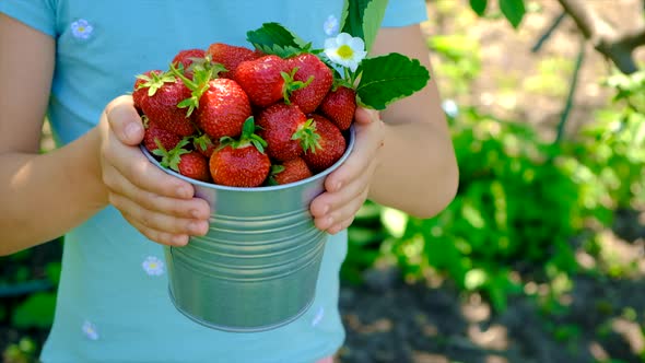 A Child Harvests Strawberries in the Garden