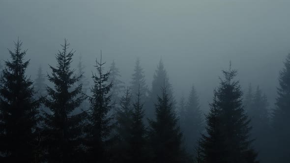 Spruce-pine forest in blue fog.