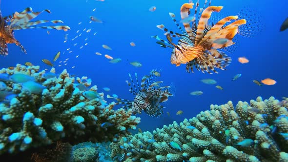 Tropical Coral Reefs Lionfish