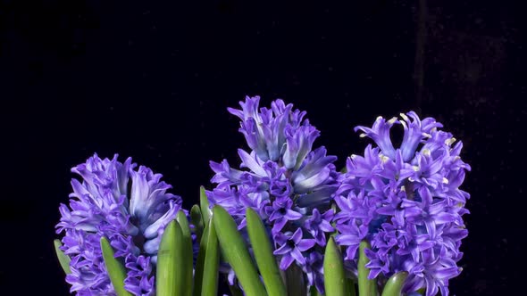 Purple Hyacinth Blooming Time Lapse