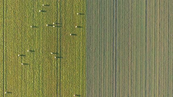 Top down drone shot of sheeps grazing in a grass field. The sun has just risen and the shadows can b