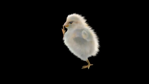 26 Baby Chicks Dancing HD