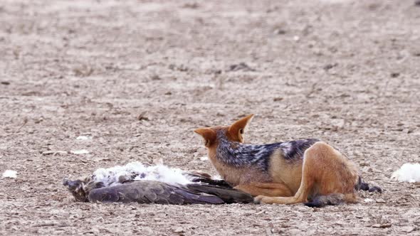 Black-backed Jackal Lying Down On The Ground And Eating A Dead Bird Of Prey In Kalahari Desert, Afri