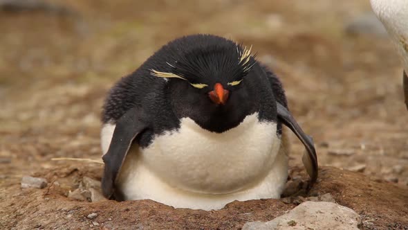 Rock Hopper Penguins Shot In The Falkland Islands