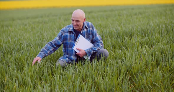 Agronomist Examining Crops And Using Digital Tablet On Field