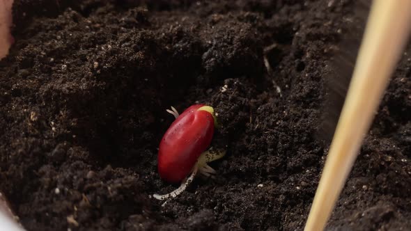 Process of Planting Sprouted Red
