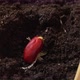 Process of Planting Sprouted Red - VideoHive Item for Sale