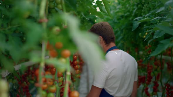 Couple Agronomists Checking Tomatoes Crop Quality in Vegetable Plantation House