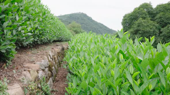 Longjing Tea Garden in Hangzhou, Tea Plants