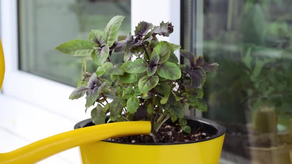 Watering basil plant on the balcony