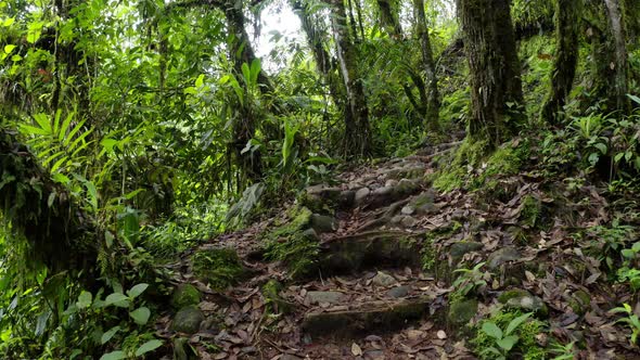 Following an old trail with steps that are falling apart in a forest