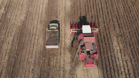 Aerial View Combine Harvesting on Sunflower Field. Mechanized Harvesting Sunflower. Large Field of alt