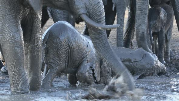 Playful Baby Elephants - Kruger National Park