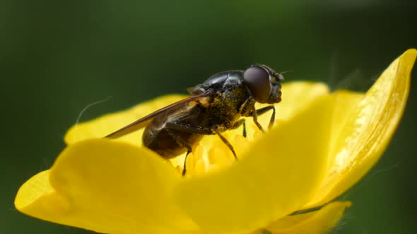 Macro shot of a fly sitting on a yellow plant and blowing in the wind in slow motion