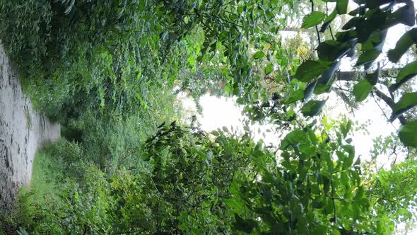 Vertical Video of a Forest with Trees