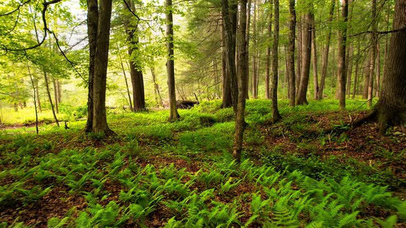 Slow, smooth, low drone video footage moving through a, peaceful, magical fern forest with beautiful