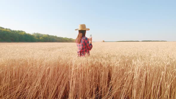 Farmer Pours Wheat From Hand To Hand on the Background of a Wheat Field. Agriculture and Harvesting