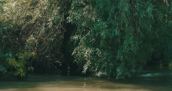 Danube Delta River Shore Line