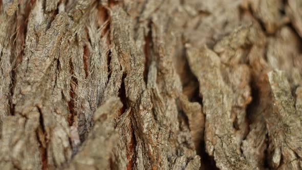 Texture of Tree Trunk in the Forest