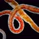 Worm Oligochaeta Limnodrilus Hoffmeisteri or Red Worm of the Naididae Family - VideoHive Item for Sale